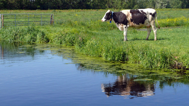 White milch cow with black spots grazing on green grass pasture along a bluecolored canal