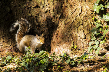 Naklejka premium Grey Squirrel at base of Tree