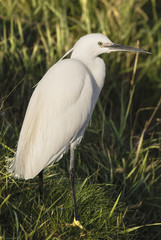 Little Egret in The River Bank
