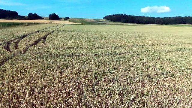 Sch&ouml;ne Flugaufnahme quer &uuml;ber ein Weizenfeld
