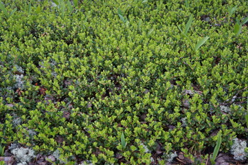 Green grass and leaves in sunlight for background or wallpaper