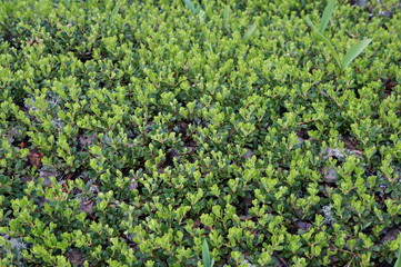 Green grass and leaves in sunlight for background or wallpaper