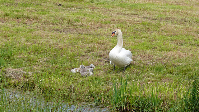 Swan with youngs