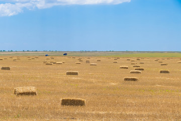 Haystacks on the harvested field . Mechanical packing hay
