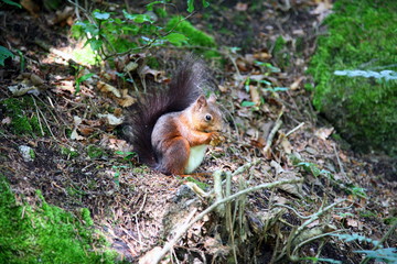 Eichhörnchen