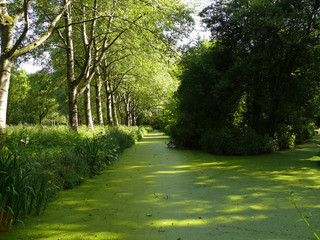 Mysterious stream covered with green duckweed