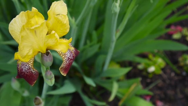 Yellow irise moving on the wind. Video footage HD static camera.