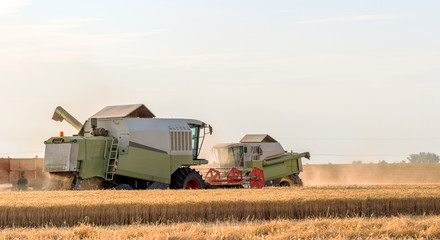 Fototapeta premium Harvesting of wheat fields in summer