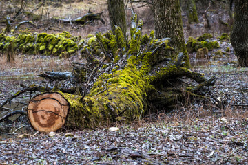 Abruzzo, tree trunk covered by moss