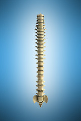 human spine 3d render on blue gradient background