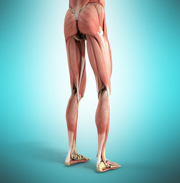 medical accurate illustration of the leg muscles 3d render on blue