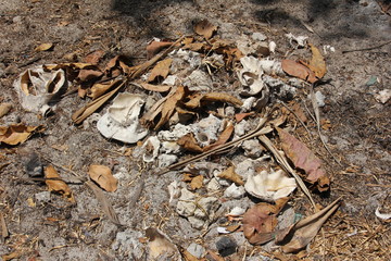 Shells / Nungwi Beach, Zanzibar Island, Tanzania, Indian Ocean, Africa