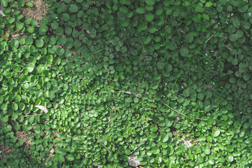 green leaf background