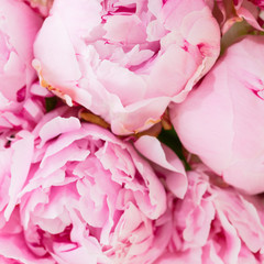 close-up composition peonies flowers