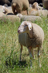 Fototapeta premium Schafsherde