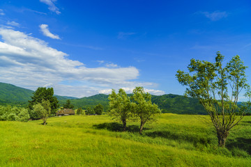 Idyllic landscape with trees and grass on a mountain