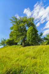 Fototapeta na wymiar Idyllic landscape with trees and grass on a mountain