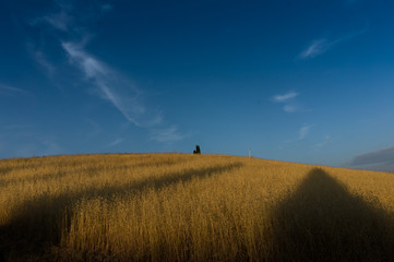 Fototapeta premium Collina erbosa in Toscana