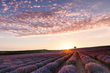 Amazing lavender field with a tree