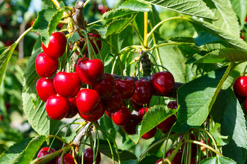 kirschen - cherries