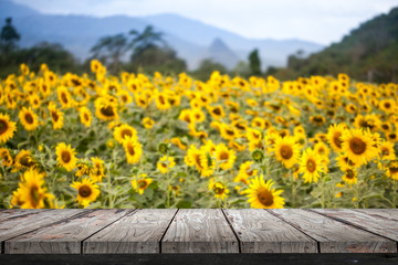Empty wood Shelf on sunflower field background