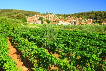 Fototapeta na wymiar Svirce, famous vine destination on island Hvar, Croatia