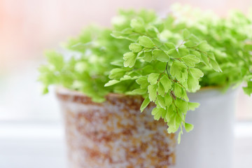  Macro of adiantum philippense or maidenhair fern growing  in a © lusyaya