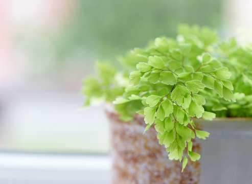  Macro of adiantum philippense or maidenhair fern growing  in a