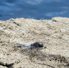 Kleiner Blaupfeil