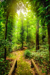 Fototapeta premium Piękno lasów tropikalnych. Tropikalna różnorodność botaniczna i wysoka wilgotność.