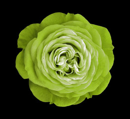 Green rose flower. black isolated background with clipping path. Nature. Closeup no shadows. Nature.