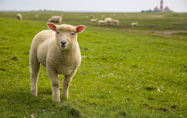 Fototapeta premium Deichschaf