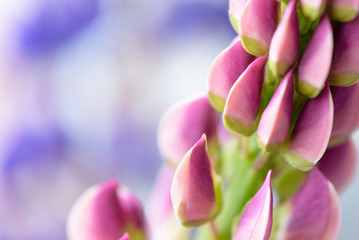 Fototapeta na wymiar lupines beautiful flowers on a blurred boreh background