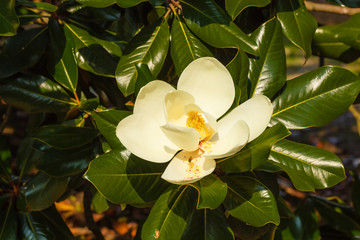 close-up of white flower of magnolia grandiflora with its pistols /the magnolia grandiflora is an ornamental tree  with large and shiny leaves  and white fleshy and scented flowers