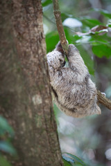 Sloth in Quepos, Costa Rica