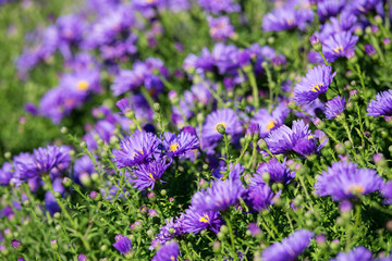 Aster perennial flowers