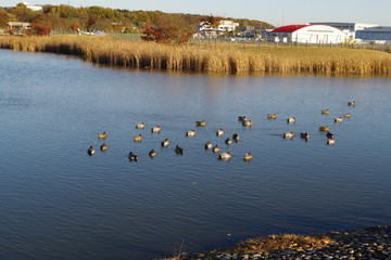 ducks in the pond in the park