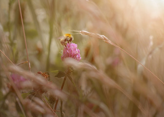 Hummel