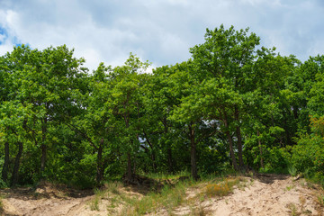 deciduous oak forest on a hill