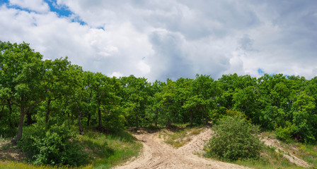 Fototapeta na wymiar deciduous oak forest on a hill