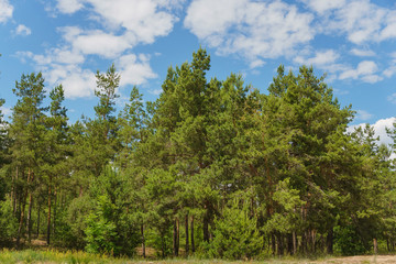Fototapeta premium green pine forest