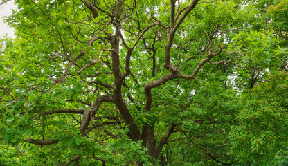 green leaves of oak tree