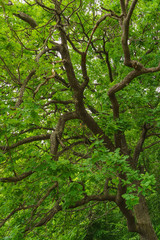 Fototapeta na wymiar green leaves of oak tree