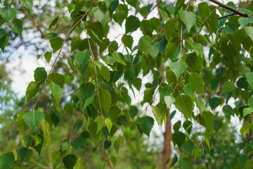 summer birch leaves