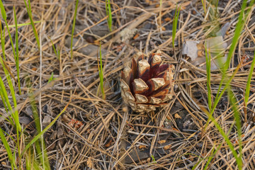 one open brown cone lying on ground