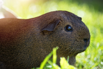 Agouti Meerschweinchen draußen