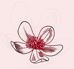 Red gradient of a sketch - a field flower. An idea for a postcard