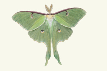 Lunar Moth cut out on white background