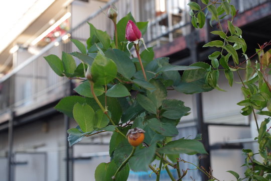 small rose and persimone close up
