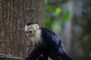 White faced capuchin monkey in Quepos, Costa Rica